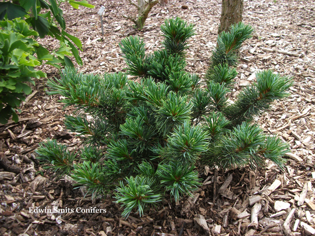 Pinus flexilis x Pinus parviflora 'Mariko'